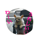 チワワふー＆キャバマルここ 第2弾（個別スタンプ：14）