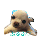チワワふー＆キャバマルここ 第2弾（個別スタンプ：15）