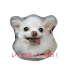 チワワふー＆キャバマルここ 第2弾（個別スタンプ：17）