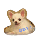 チワワふー＆キャバマルここ 第2弾（個別スタンプ：18）