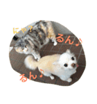 チワワふー＆キャバマルここ 第2弾（個別スタンプ：20）