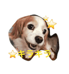 チワワふー＆キャバマルここ 第2弾（個別スタンプ：22）