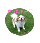 チワワふー＆キャバマルここ 第2弾（個別スタンプ：25）