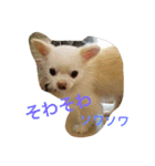 チワワふー＆キャバマルここ 第2弾（個別スタンプ：29）
