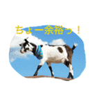 チワワふー＆キャバマルここ 第2弾（個別スタンプ：31）