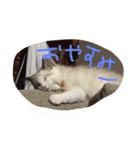 うちの猫 - しらす（個別スタンプ：1）