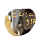 うちの猫 - しらす（個別スタンプ：2）