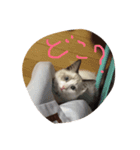 うちの猫 - しらす（個別スタンプ：3）