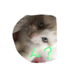うちの猫 - しらす（個別スタンプ：4）
