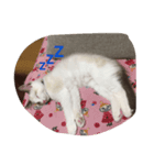 うちの猫 - しらす（個別スタンプ：5）