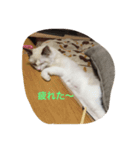 うちの猫 - しらす（個別スタンプ：6）