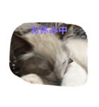 うちの猫 - しらす（個別スタンプ：7）