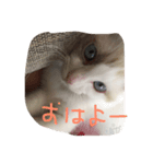 うちの猫 - しらす（個別スタンプ：8）