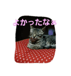 ロビちゃんず:D（個別スタンプ：3）