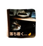 ロビちゃんず:D（個別スタンプ：4）