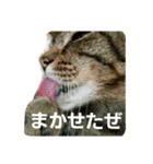 ロビちゃんず:D（個別スタンプ：7）