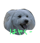 ゴーゴーDog（個別スタンプ：5）