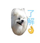 ゴーゴーDog（個別スタンプ：8）