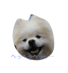 ゴーゴーDog（個別スタンプ：10）