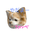 ゴーゴーDog（個別スタンプ：11）