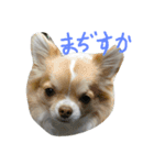 ゴーゴーDog（個別スタンプ：12）