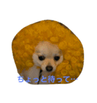 ゴーゴーDog（個別スタンプ：16）