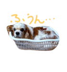 らんみう（個別スタンプ：1）