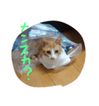 らんみう（個別スタンプ：2）