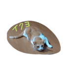らんみう（個別スタンプ：4）