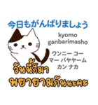 朝昼夜の猫日本語タイ語（個別スタンプ：1）