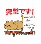 朝昼夜の猫日本語タイ語（個別スタンプ：22）