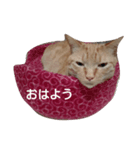 うちのねこちゃとらっしゅver（個別スタンプ：1）