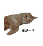 うちのねこちゃとらっしゅver（個別スタンプ：2）