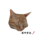 うちのねこちゃとらっしゅver（個別スタンプ：4）