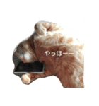うちのねこちゃとらっしゅver（個別スタンプ：5）