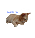 うちのねこちゃとらっしゅver（個別スタンプ：7）