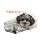 ポメプー☆ハル①（個別スタンプ：4）