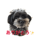 ポメプー☆ハル①（個別スタンプ：10）