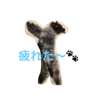 ポメプー☆ハル①（個別スタンプ：11）