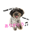 ポメプー☆ハル①（個別スタンプ：13）
