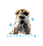 ポメプー☆ハル①（個別スタンプ：19）
