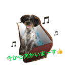 ポメプー☆ハル①（個別スタンプ：23）