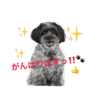ポメプー☆ハル①（個別スタンプ：24）