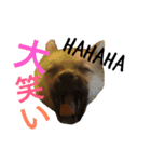 マルの日常スタンプ（個別スタンプ：9）
