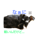 Susie's collection（個別スタンプ：3）