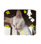 あいどる♡ゆきたん（個別スタンプ：3）
