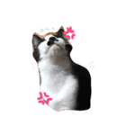 あいどる♡ぶるたん（個別スタンプ：1）