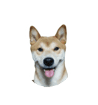 柴犬の切り抜き（個別スタンプ：1）