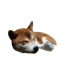 柴犬の切り抜き（個別スタンプ：2）