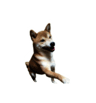 柴犬の切り抜き（個別スタンプ：3）